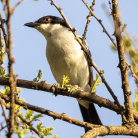 Black-backed Puffback